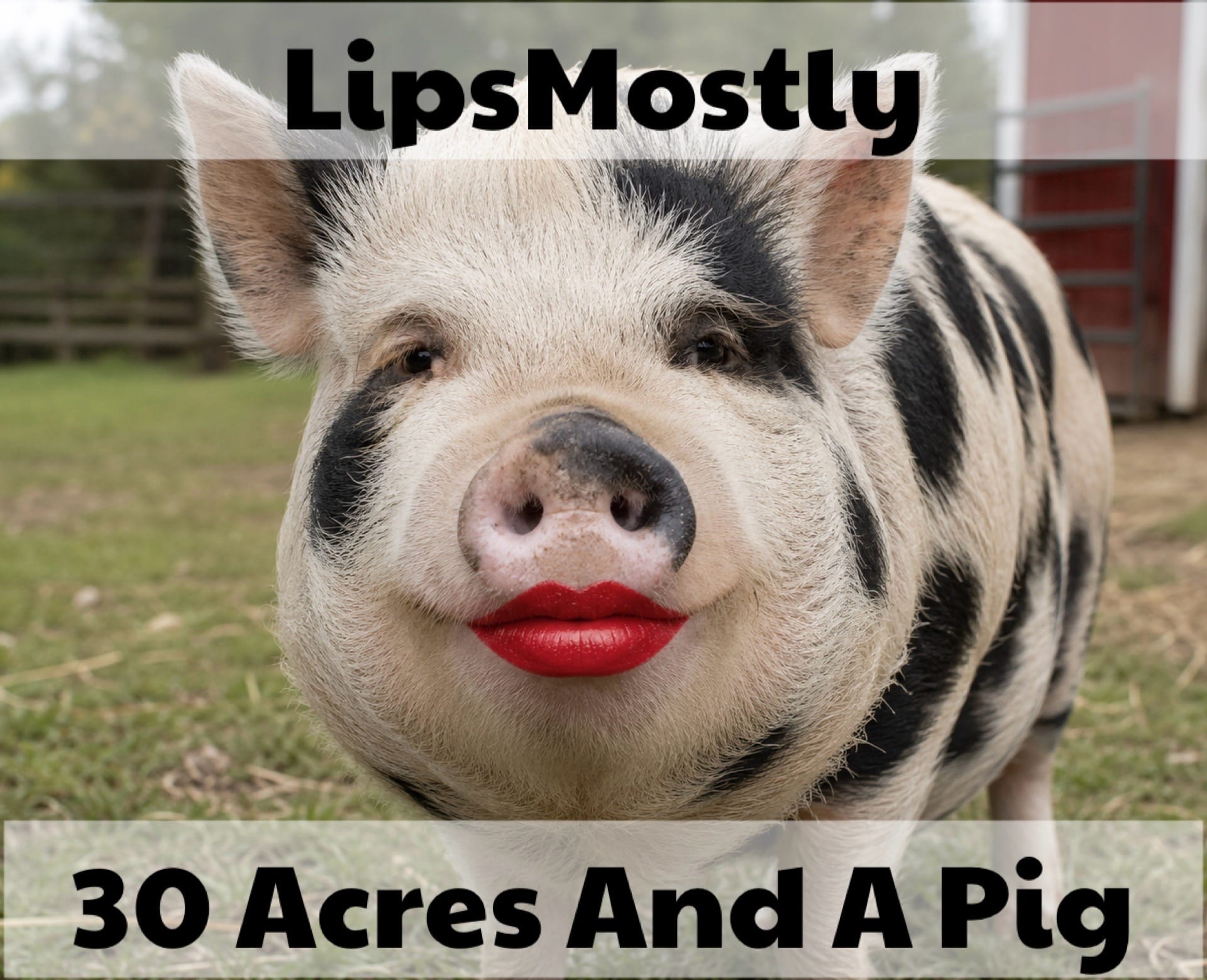 30 acres And A Pig