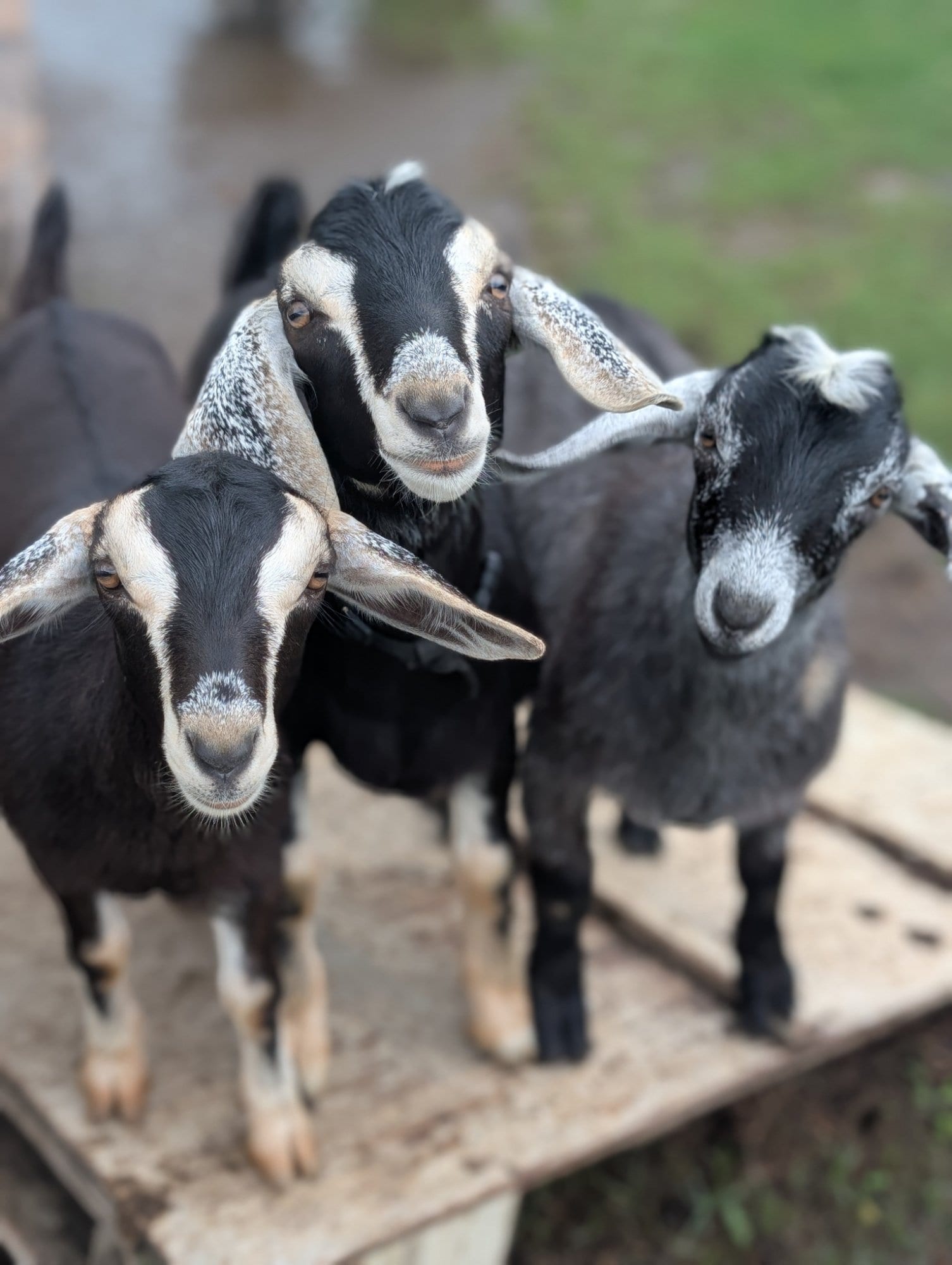BeKinder Farm